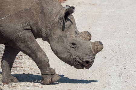 Dehorned Black or Hook-Lipped Rhino in Etosha National Park, Namibia as a Measure Against Poachingの写真素材