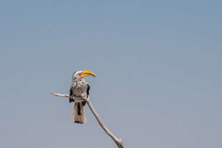 Southern Yellow-Billed Hornbill Bird Sitting on a Bare Branch against Blue Sky