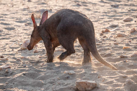 Aardvark or Anteater from Behind, Walking Away in the Dry Kalahari, Namibiaの写真素材