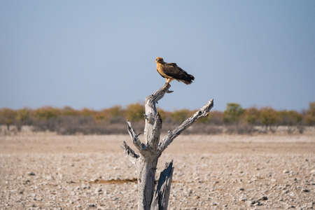 African Tawny Eagle Sitting or Perched on a Dead Tree in Etosha National Park, Namibia, Africa, in Scenic Dry Landscapeの写真素材