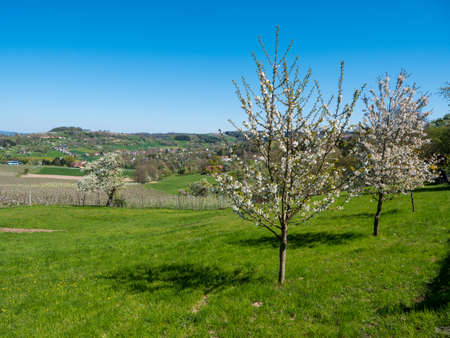 Rural Landscape with Blooming Cherry Trees on the Cherry Blossom Hiking Trail in Scharten, Upper Austriaの写真素材
