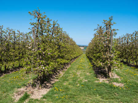 Apple Plantation in full Bloom near Scharten, Austria - Rows of small Apple Trees