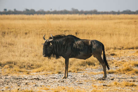 Blue Wildebeest Standing in the Makgadikgadi Pans in a Dry Savanna Landscape with Golden Grassの写真素材