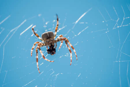 European garden spider, diadem spider, orangie, cross spider or crowned orb weaver Eating close upの写真素材