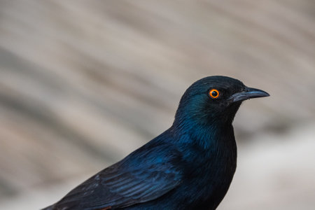 Pale Winged Starling Onychognathus nabouroup, a Black Bird with Orange Eyes in Palmwag, Namibia Close Up and Isolatedの写真素材