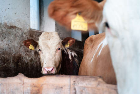 Amstetten, Austria - May 12 2021: Cow of the Simmental Cattle Variety in a Cowshed in the Mostviertel Region of Lower Austria.のeditorial素材