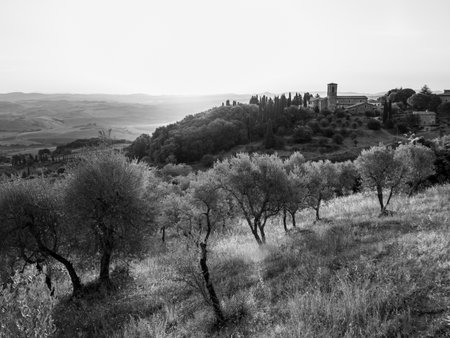 Olive Trees near Montalcino at the Convento dell'Osservanza in Tuscany, Italy in the Early Morning Black and Whiteの写真素材