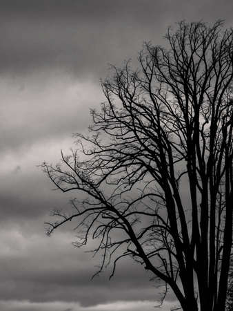 Bare Tree in Winter in Austria Silhouette in Monochrome Black and Whiteの写真素材