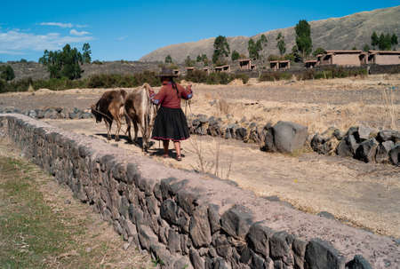 Raqchi, Peru - July 24 2010: Peruvian Peasant Woman herding her Cows near the Ruins of Raqchi.のeditorial素材