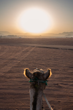 Early Morning Sunrise and Dromedary Camel Head in Wadi Rum Desert, Jordanの写真素材