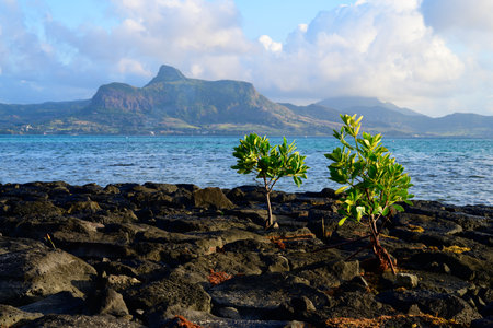 Coast with Rocks of the Island of Mauritius with Bush and the Indian Ocean near Mahebourgの写真素材