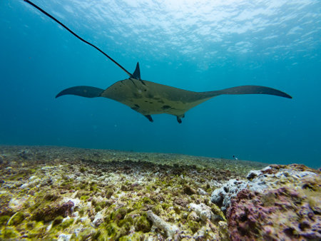 Manta Ray Swimming at Makassar Reef, also called Manta Point at Komodo National Park in Flores, Indonesiaの写真素材
