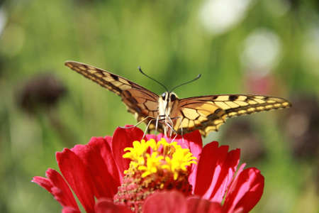 butterflyの写真素材