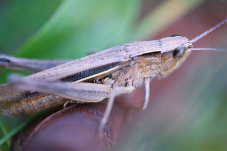 grasshopperの写真素材