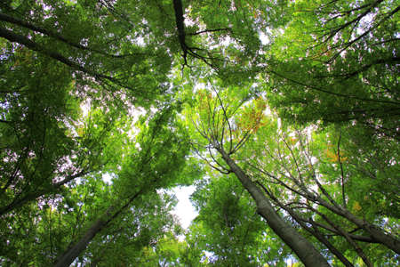 treesの写真素材