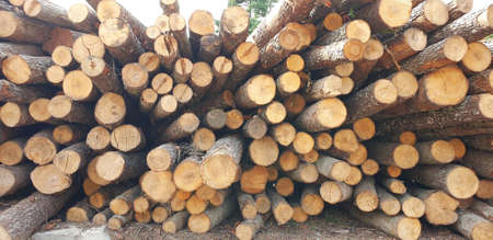 Cutted timber logs on the groundの写真素材