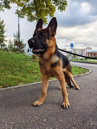 Portrait of a beautiful german shepherd puppy on a leashの写真素材