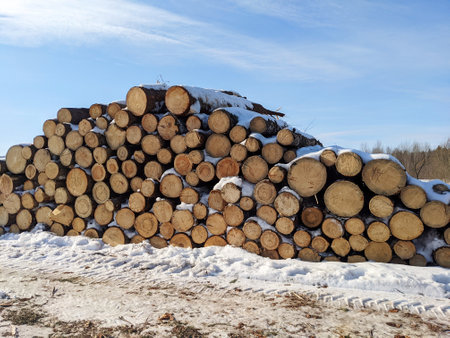 Many sawn logs of pine trees on ground in forestの写真素材