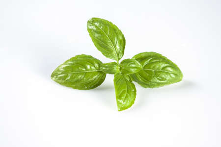 Close up studio shot of fresh washed green basil herb leaves isolated on white backgroundの写真素材