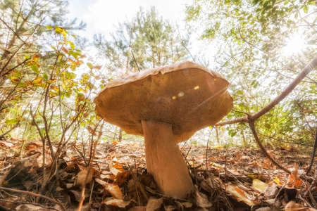 Mushroom harvest in autumn. Big mushroom boletus in the forest.の写真素材