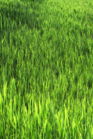 Stems from green reeds background.