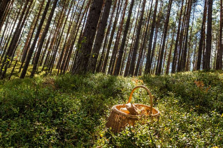 Large mushrooms just collected in the forest lie in a wicker basket on green grass in forest.の写真素材