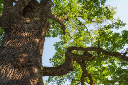 Branches of a large 500 year old oak tree spread side with the sky behindの写真素材