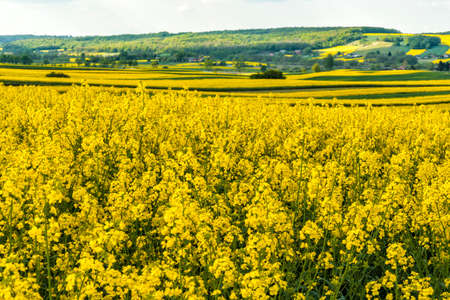 Canola or Rape flowers blooming on fields