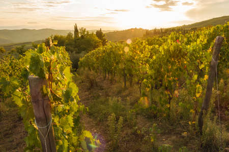 Vineyard near Volpaia town in Chianti region in province of Siena. Tuscany landscape. Italyの写真素材