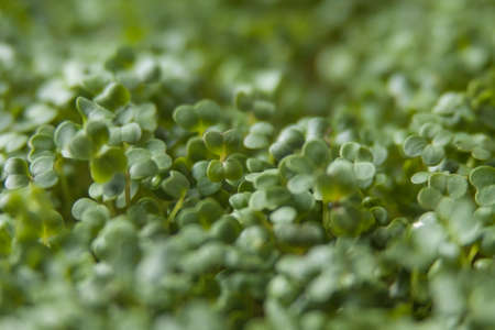 broccoli sprouts texture background. nutrition. bio. natural food ingredient. macro shot. shallow depth of field.の写真素材