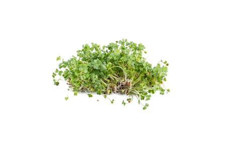 broccoli sprouts heap isolated on white background. nutrition. bio. natural food ingredient.