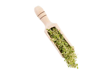 lucerne alfalfa sprouts in wooden scoop isolated on white background. nutrition. bio. natural food ingredient.の写真素材