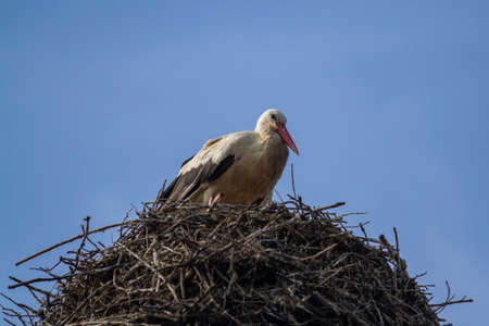 Storks in its nest against blue sky.