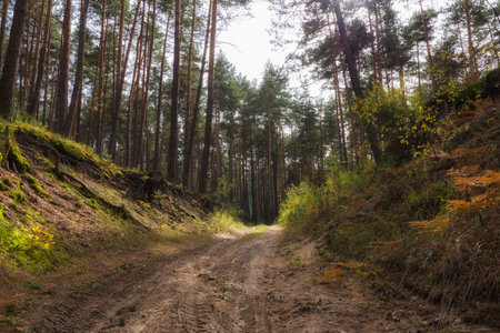 Road up the hill in the pine forest in south east Poland.の写真素材