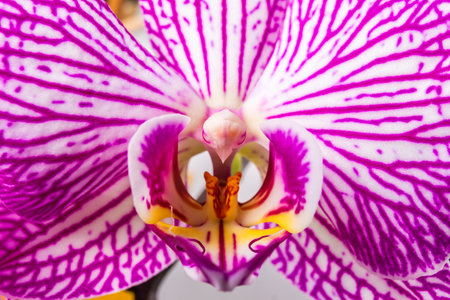 Close up of magenta and white orchid or orchis flower. Flowers from latin family Orchidaceae. macro photo.の写真素材