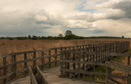 Paths along Narew National Park. Cloudy day.の写真素材