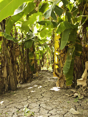 banana leaf の写真素材