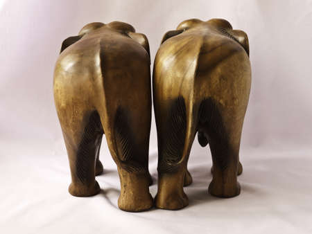 sedge bearing fanlike leavesの写真素材