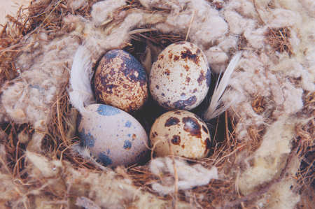 Quail eggs in the nest on wooden table