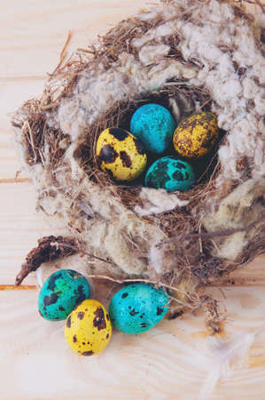 Quail eggs in the nest on wooden table painter blue turquoiseの写真素材