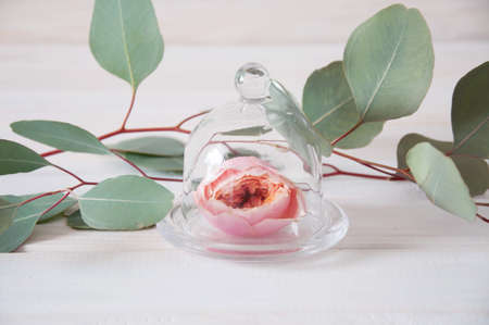Pink tender rose flower under glass cover surrounded by light green eucalyptus leavesの写真素材