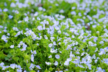 Little blue spring flowers growing in the field