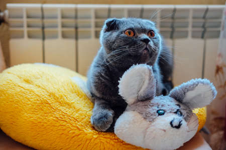 Cute British shorthair cat sitting indoors on her favourite mouse pillowの写真素材
