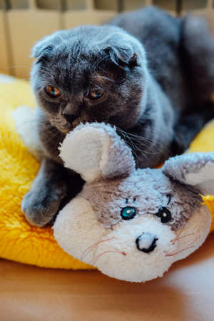 Cute British shorthair cat sitting indoors on her favourite mouse pillowの写真素材