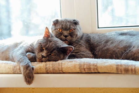 Two cute british shorthair and scottish fold cats sleeping on the window sill