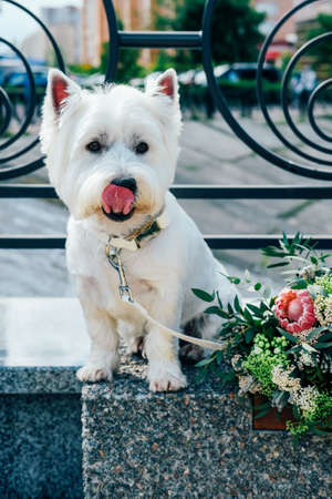 West hightland white terrier sitting on the bench outdoors looking attentiveの写真素材