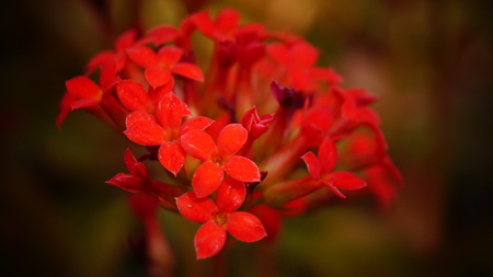 Red Flowerの写真素材