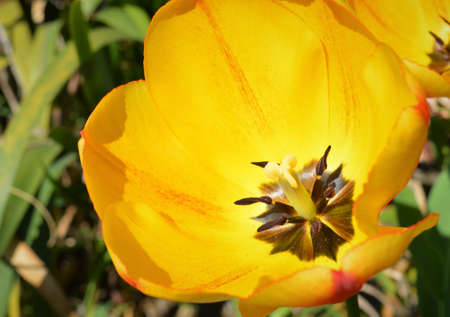 tulip in the sunの写真素材