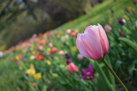 Blooming tulips in mixed colorsの写真素材