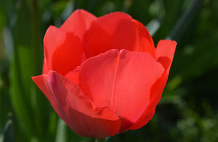 King red tulipの写真素材